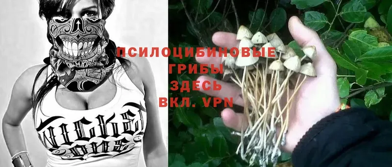 blacksprut онион  Бабушкин  Галлюциногенные грибы Psilocybe  купить закладку 